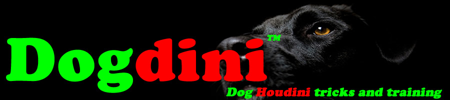 Dog dini JPG.jpg